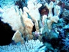 blue-coral-promo