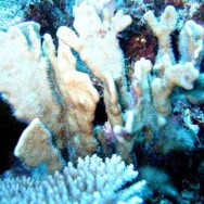 Blue Coral in abundance at Tokoriki