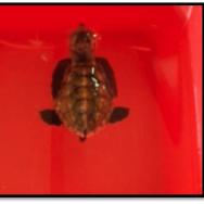Little turtle delights Mana
