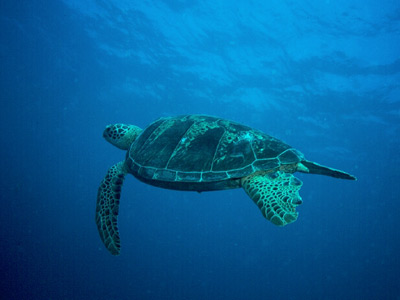 Turtles Conservation FIJI