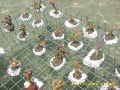 South Sea Island Begins Own Clam Farm & Coral Planting Project