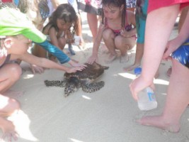 Turtle Recovery Pond Monitoring