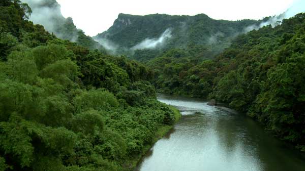 Fiji's Forest