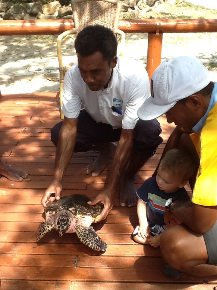 Returnees’ farewell Hawksbill Turtle Little Leba