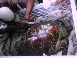 Hawksbill Turtle Rescued from Denarau Waters